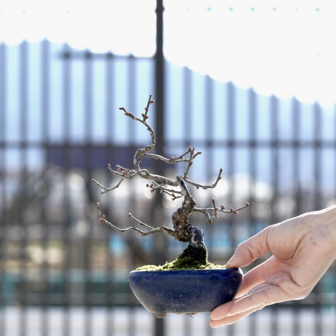 ヒバイJ（ひばい・緋梅）ヤバイ（やばい・野梅）ウメ（うめ・梅）花