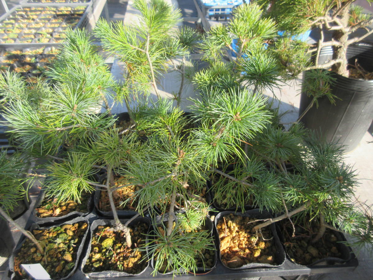 那須五葉松・20鉢、草丈２０cm以上、１０，５cmポット作りこみ　１２－３①