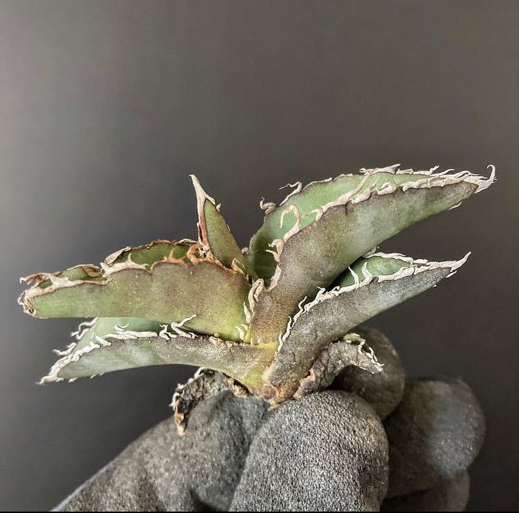 hp 375 初売り大量祭り　オアハカオテロイ実生　アガベ　オテロイ　(チタノタ) osp育成株　オアハカ産種子実生株　サイズは手のサイズ参考