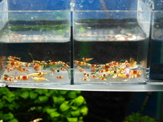 【愛美媛】画像の各水槽からの選外大小取り混ぜて６０匹プラスアルファ