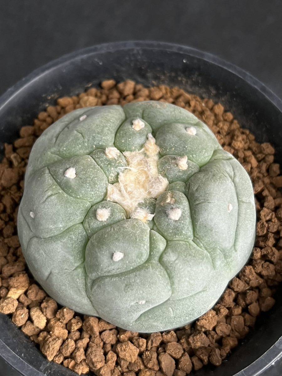 11)大型丸疣銀冠玉 ロホホラ/ロフォフォラ Lophophora fricii IBO