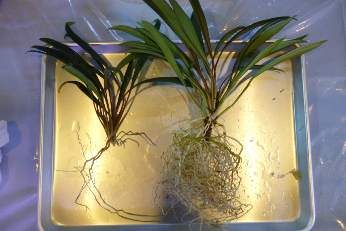 Homalomena sp.【LA0619-z-b】 Homalomena sp. Solok, Sumatera