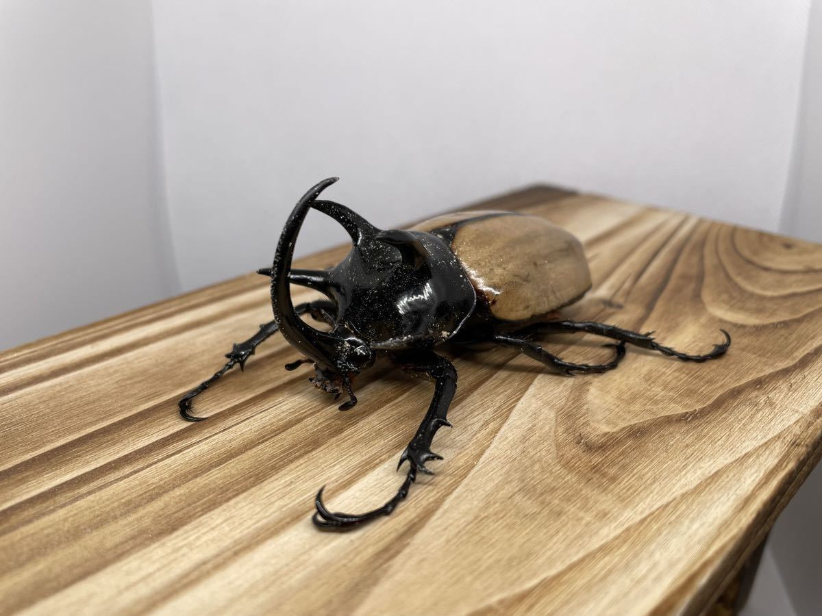 ゴホンヅノカブト WF1 幼虫3頭セット