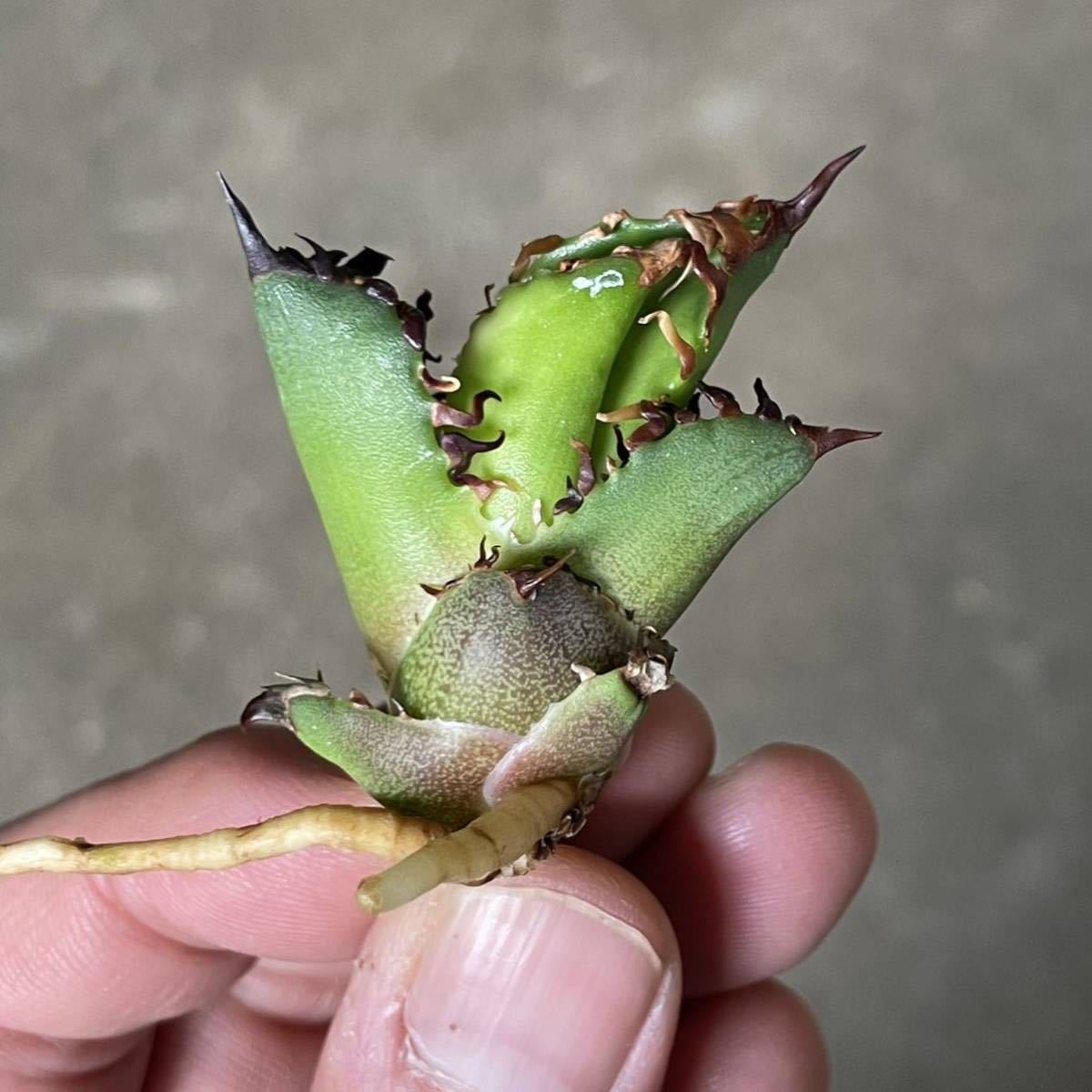 アガベ チタノタ 'レッドキャットウィーズル' agave titanota ' Red catweezle ' ⑨