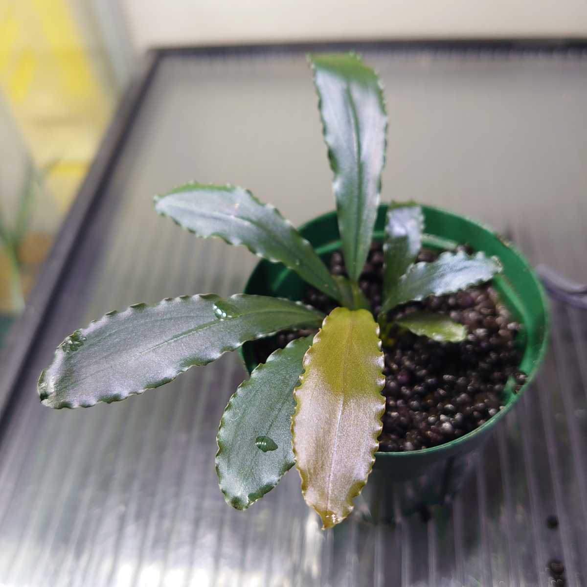 Bucephalandra sp. Sayan3 Kab.Melawi TB便増殖株 (水草)｜売買された
