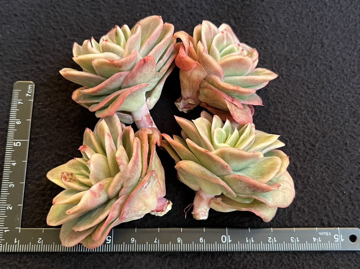 多肉植物 ラズアガ錦4苗セット エケベリア 韓国苗 コロ多肉(サボテン
