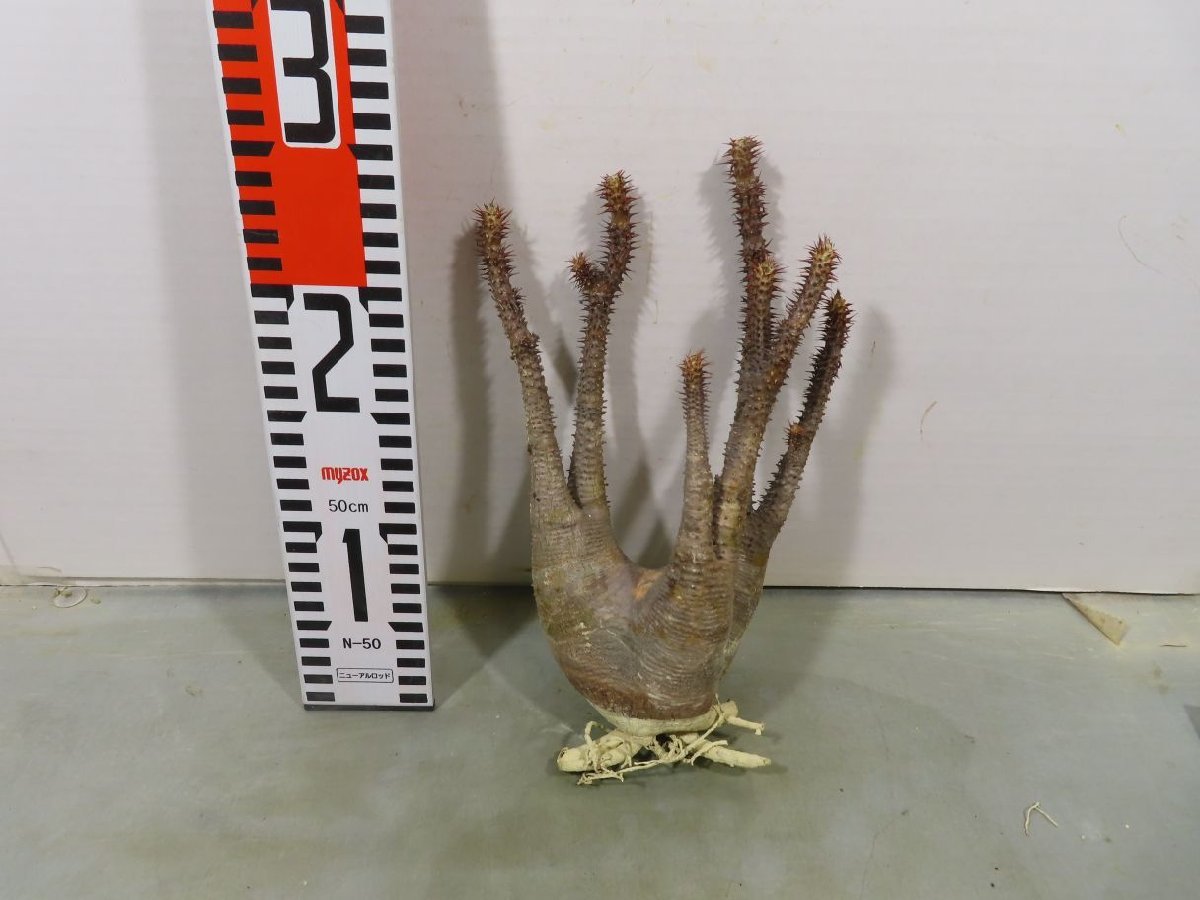 カ1004 「現地】パキポディウム マカイエンセ 中 抜き苗【Pachypodium