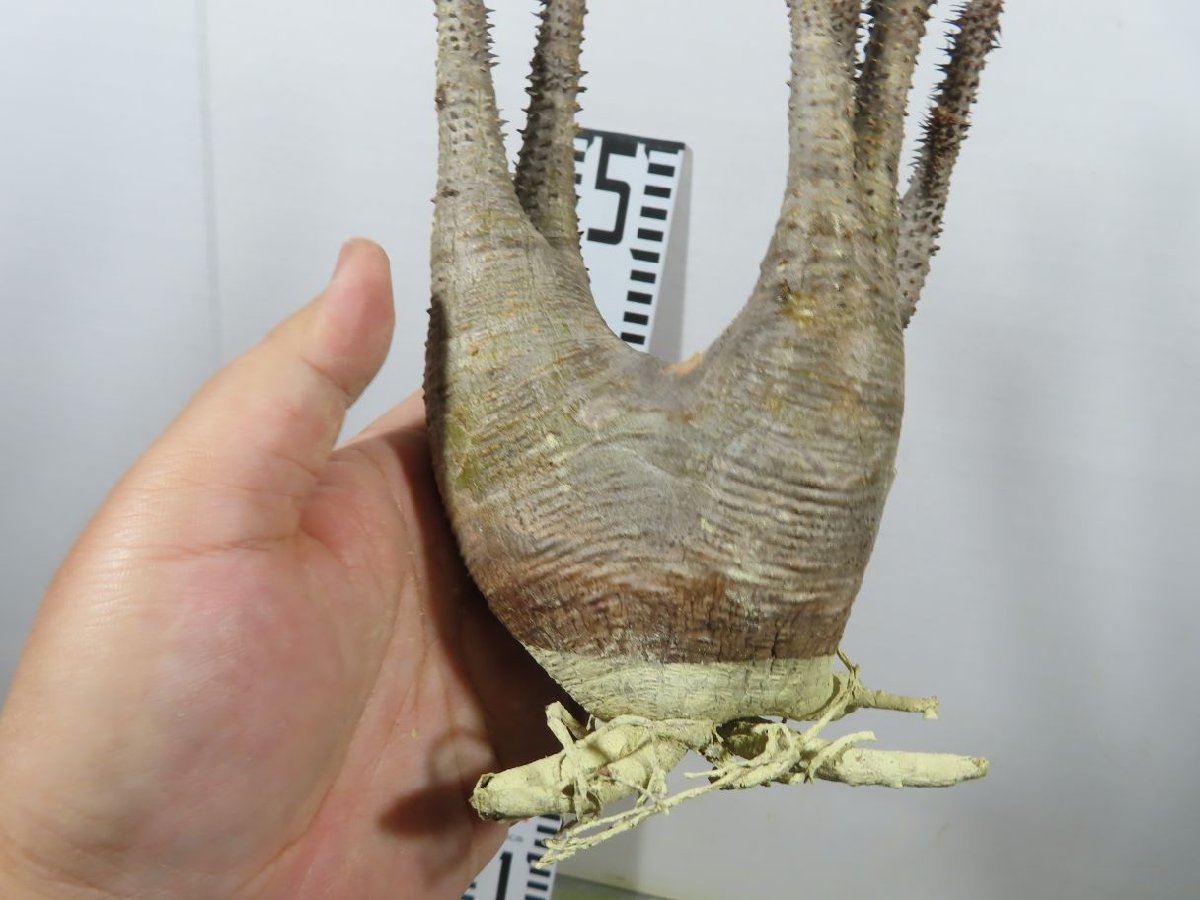 カ1004 「現地】パキポディウム マカイエンセ 中 抜き苗【Pachypodium