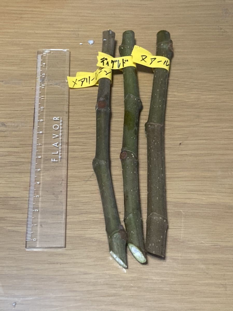 No.1278 レア品種～いろいろ。3種類お選びください。　挿し穂　3本 イチジク 挿し木用 枝　穂木.