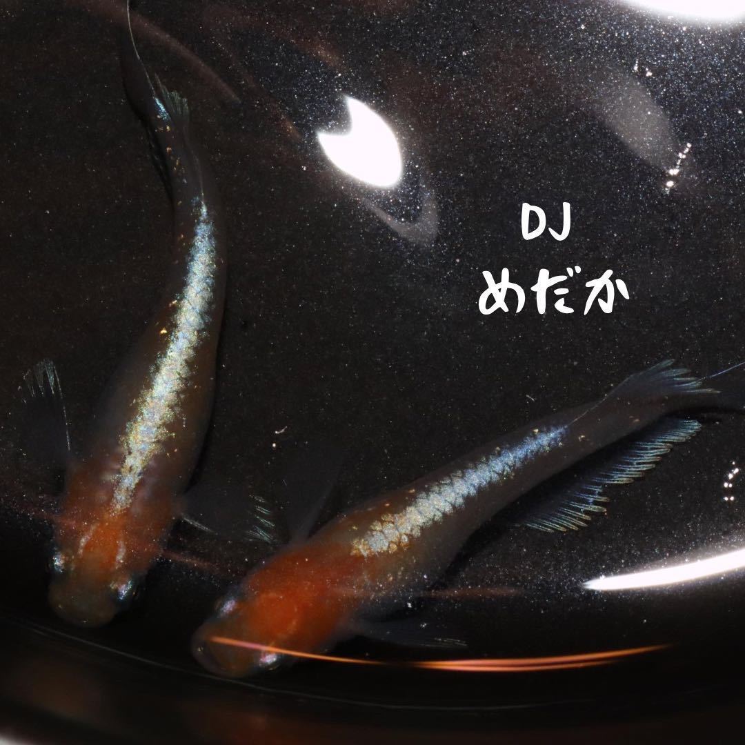 【DJめだか】レッドクリフ紅白タイプ 丹頂柄 極上 有精卵10個 夢中めだか様血統 証拠あり