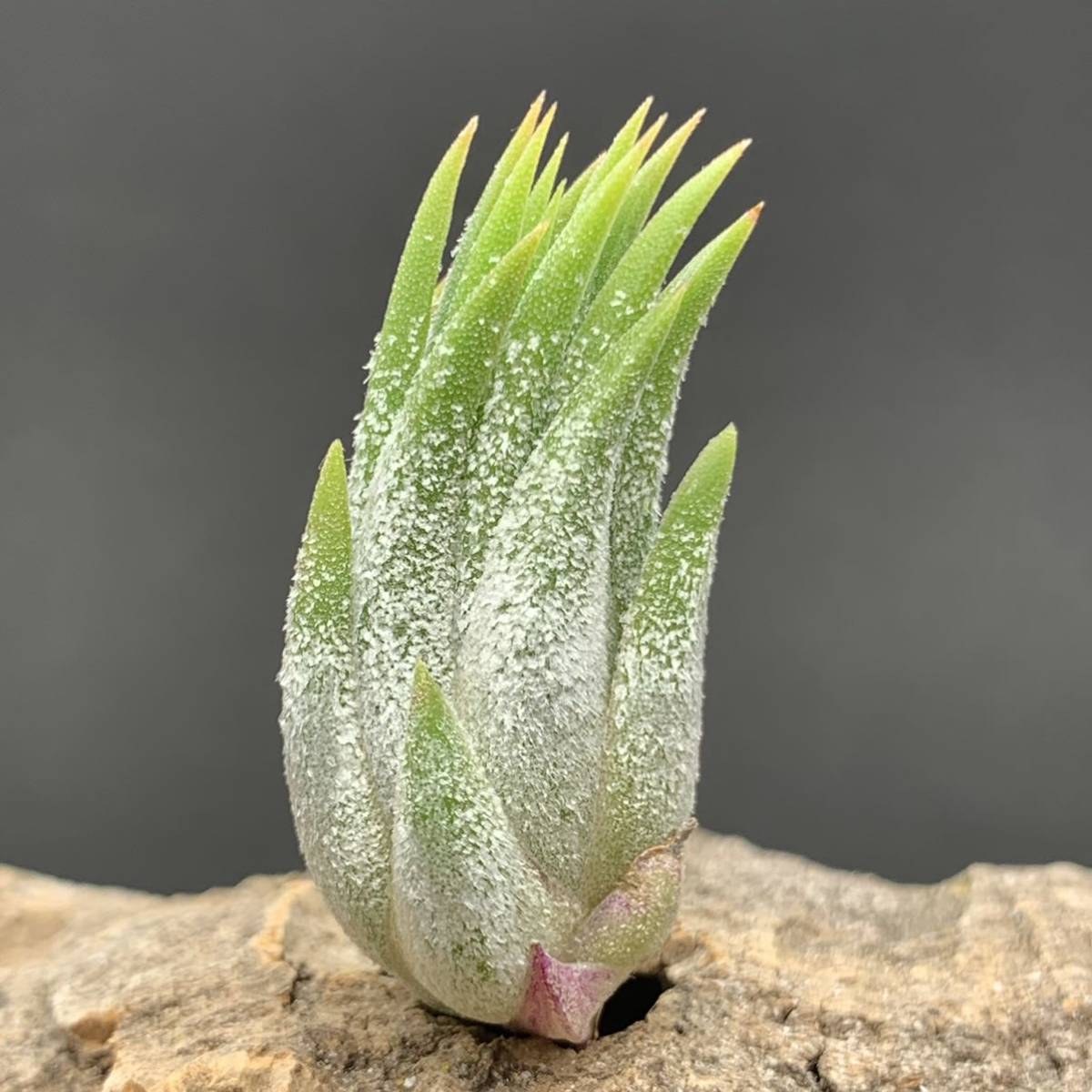 Tillandsia x Hawaiian Orange - ionantha orange form (capitata