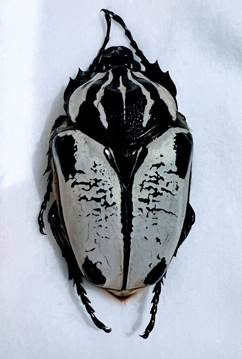 F*f様 カメルーン ゴライアスオオツノハナムグリ 約90mm F*f様 F*f様 カメルーン ゴライアスオオツノハナムグリ 約90mm F*f様