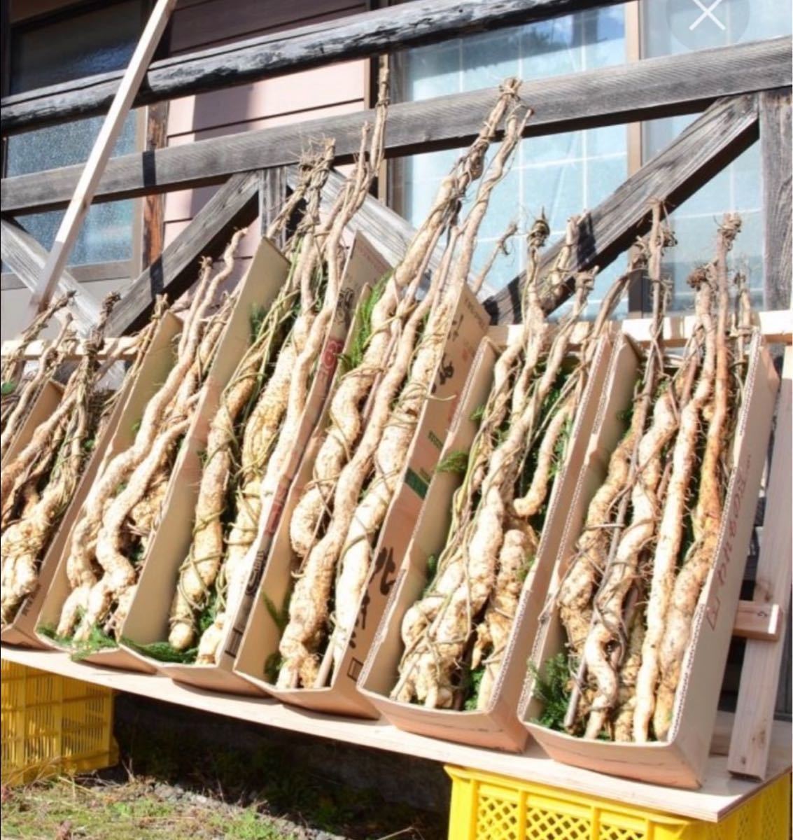 幻の 天然 自然薯 千葉県産 採れたてをお届けします 野菜