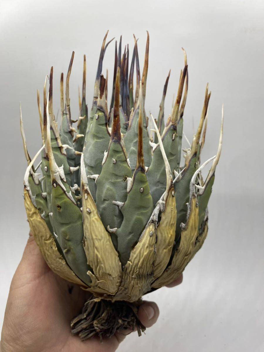 ひ*ん様 Agave utahensis シワシワ 希少株 陽炎 大株 ユタエン S1207-9 陽炎蕾形厚肉粗曲棘 アガベ ユタエンシス /Agave utahensis