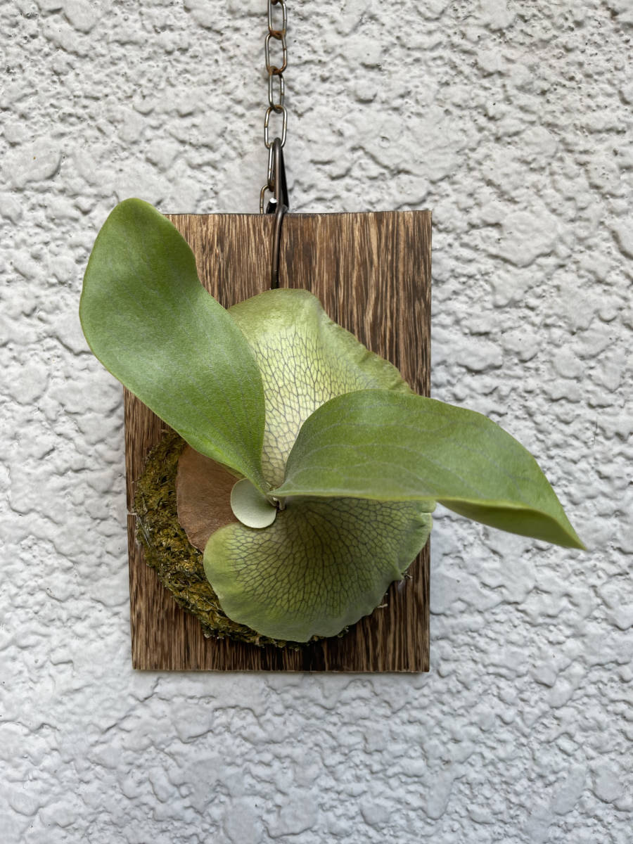 【P. hillii 'Raijin' OC 】Platycerium ビカクシダ コウモリラン_2