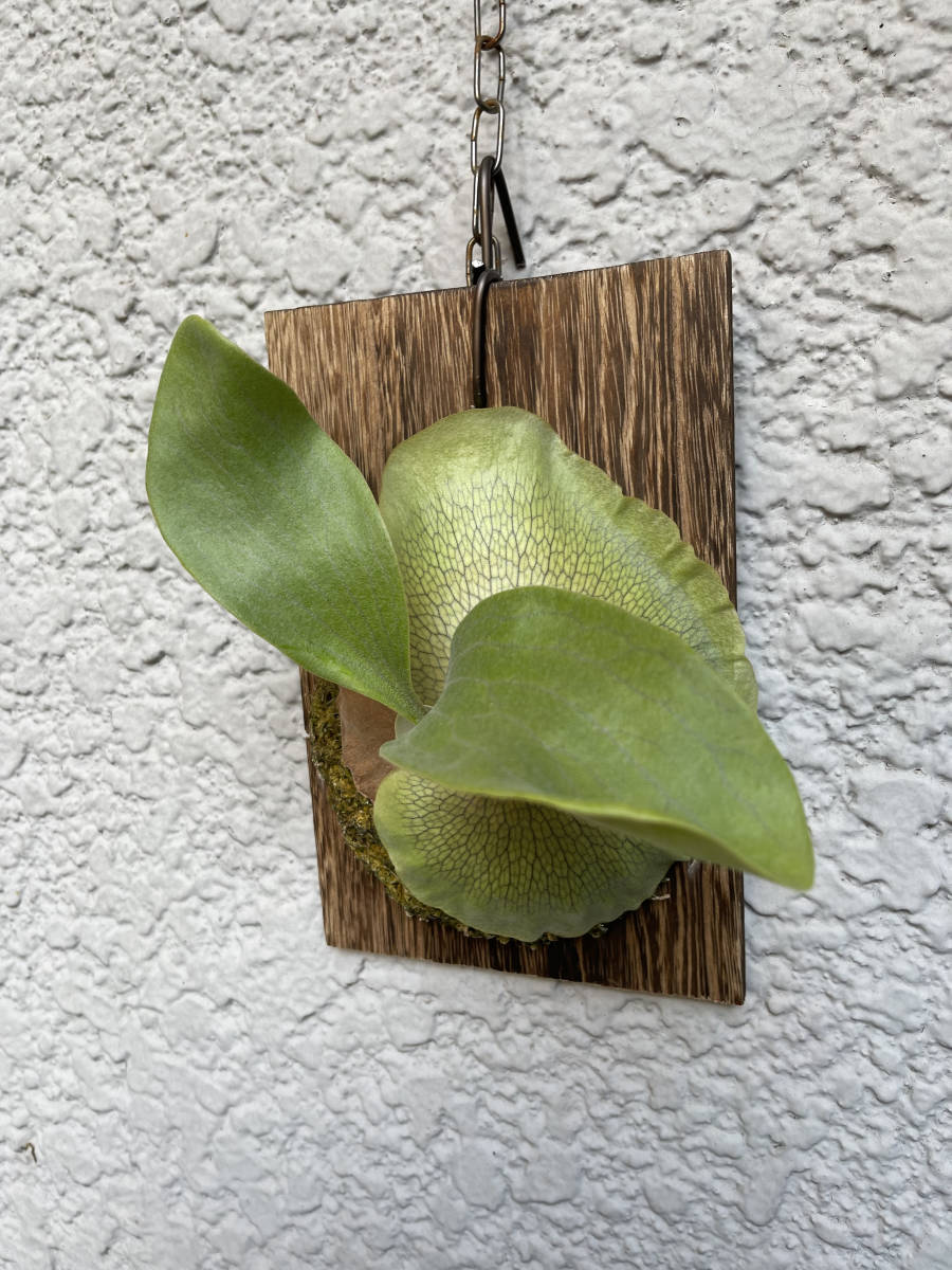 【P. hillii 'Raijin' OC 】Platycerium ビカクシダ コウモリラン_3