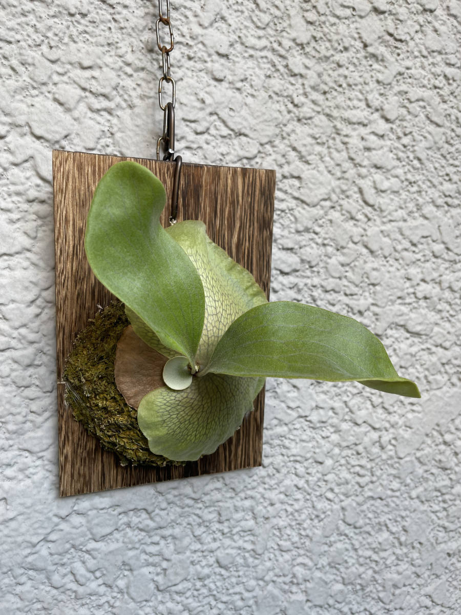 【P. hillii 'Raijin' OC 】Platycerium ビカクシダ コウモリラン_4