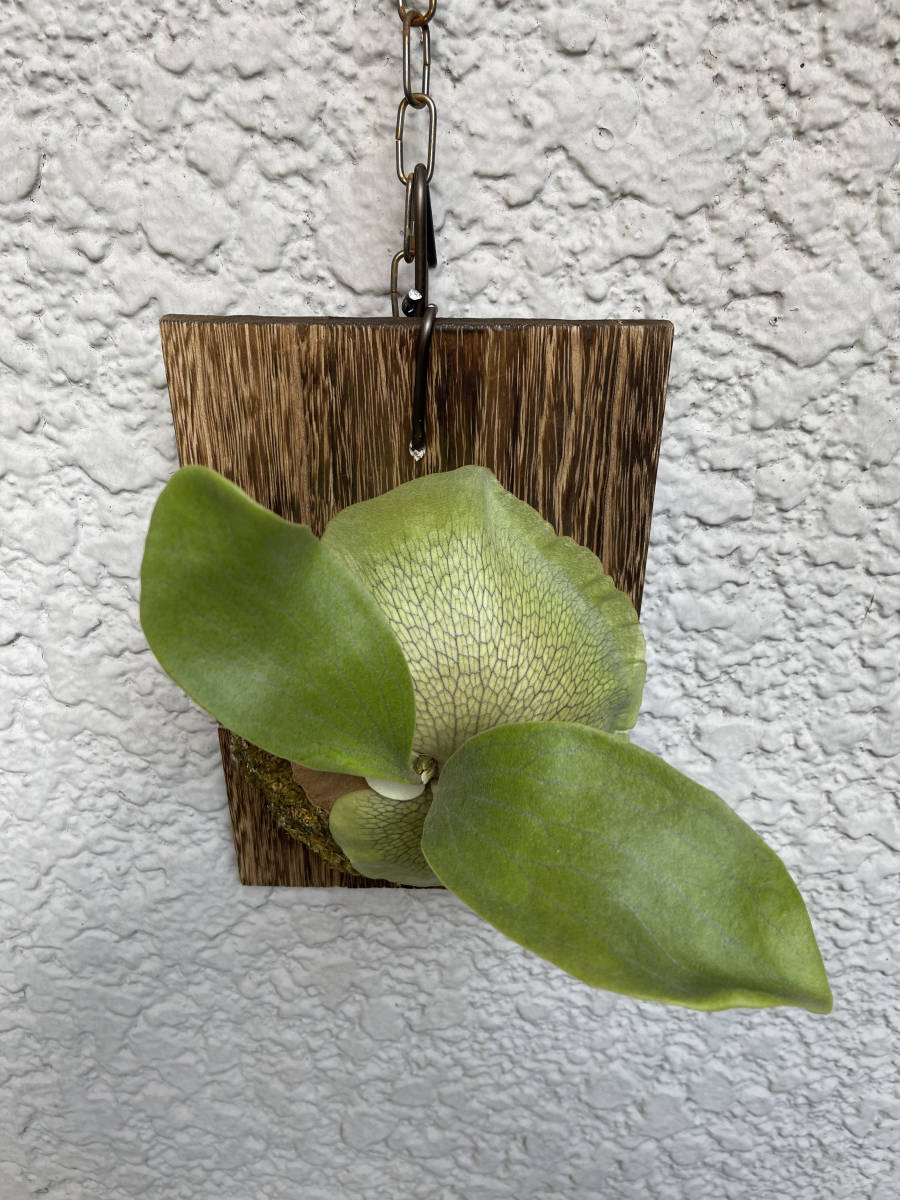 【P. hillii 'Raijin' OC 】Platycerium ビカクシダ コウモリラン_5