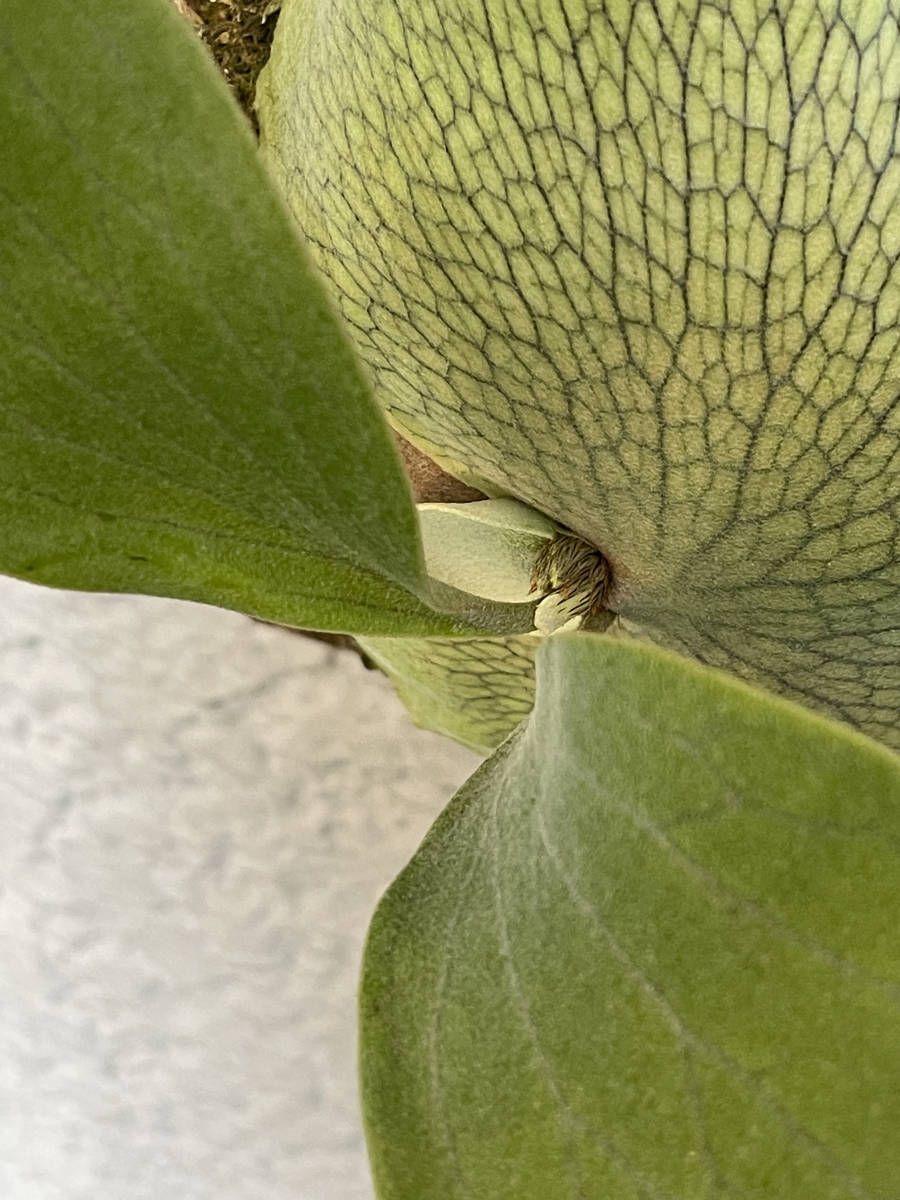 【P. hillii 'Raijin' OC 】Platycerium ビカクシダ コウモリラン_6