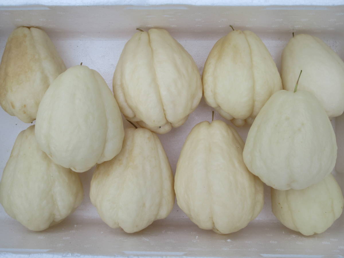 ハヤトウリの値段と価格推移は 18件の売買情報を集計したハヤトウリの価格や価値の推移データを公開