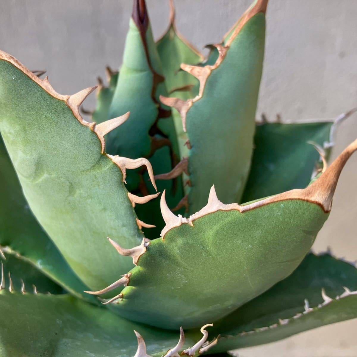 オテロイ ブルー葉 イタリア輸入 アガベ agave titanota チタノタ