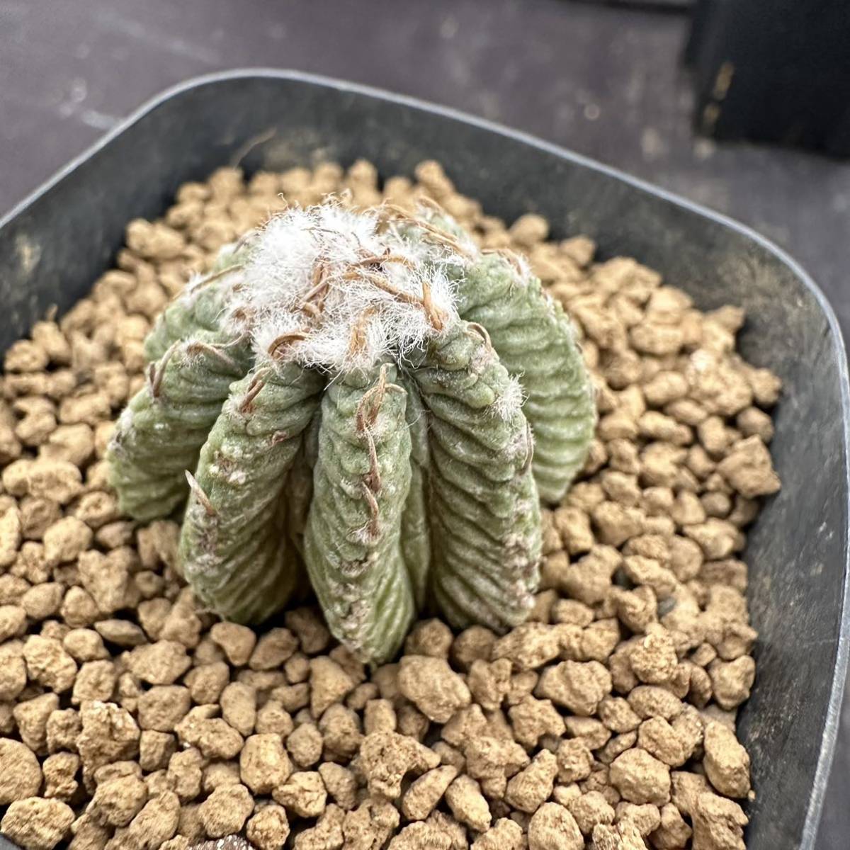 ★サボテン・多肉植物★816★ アズテキウム・リッテリ　花籠　自根　 Aztekium ritteri★