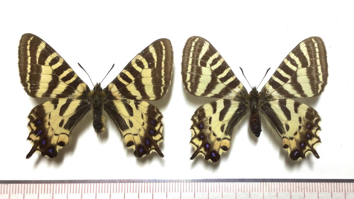☆蝶 標本 長野県諏訪郡立場川産 ヒメギフチョウ♂♀ 飼育品☆(虫類