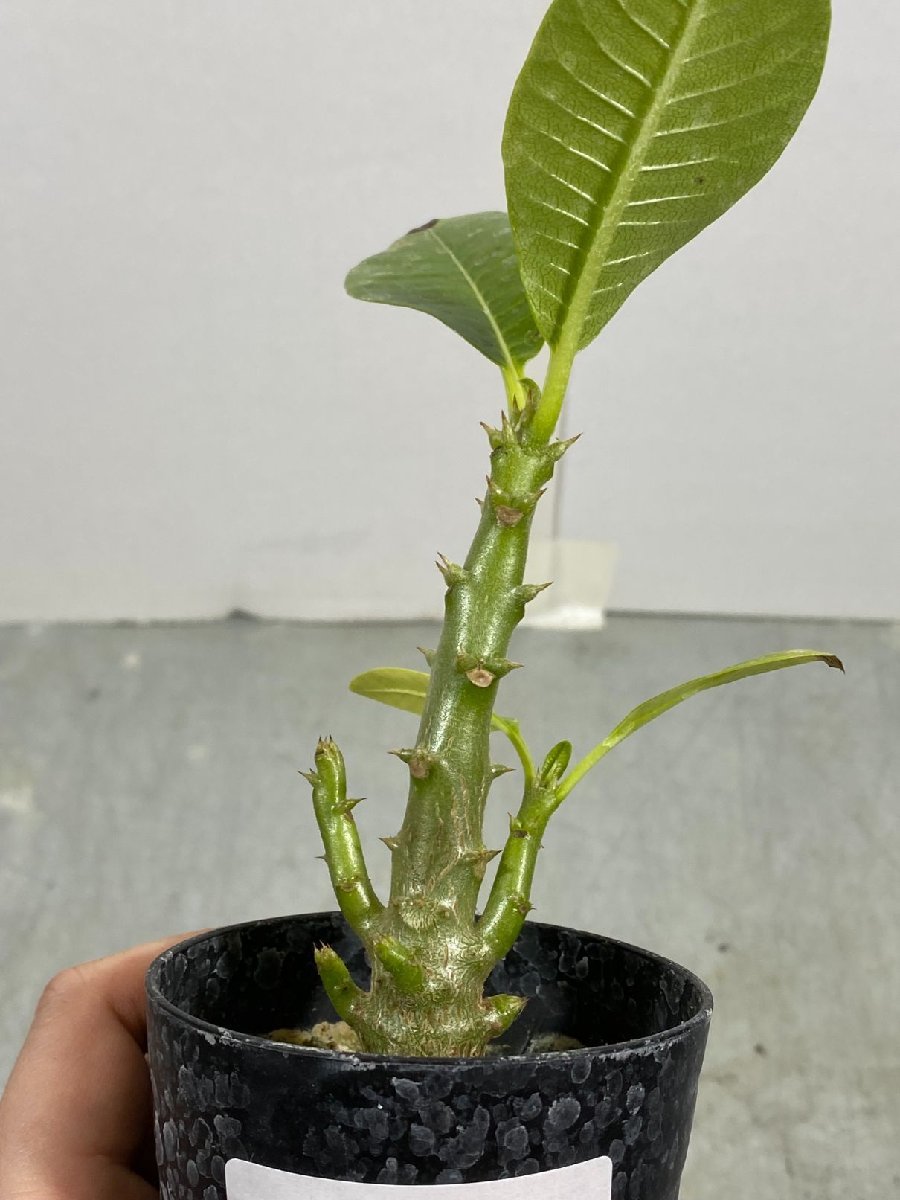 【HOT，人気セール】 サ3972 実生 パキポディウム ウィンゾリ 種から発芽 Pachypodium windsorii 塊根植物 発根株 葉落ち可能性(観葉植物)｜売買されたオークション情報、yahooの商品情報をアーカイブ公開 - オークファン その他