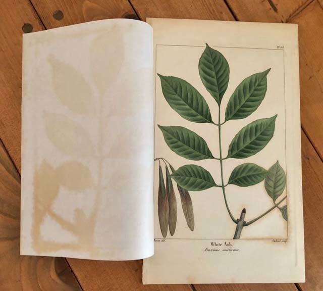 アンティークボタニカルアート 1840年代 ニューヨーク植物誌 大き目 約
