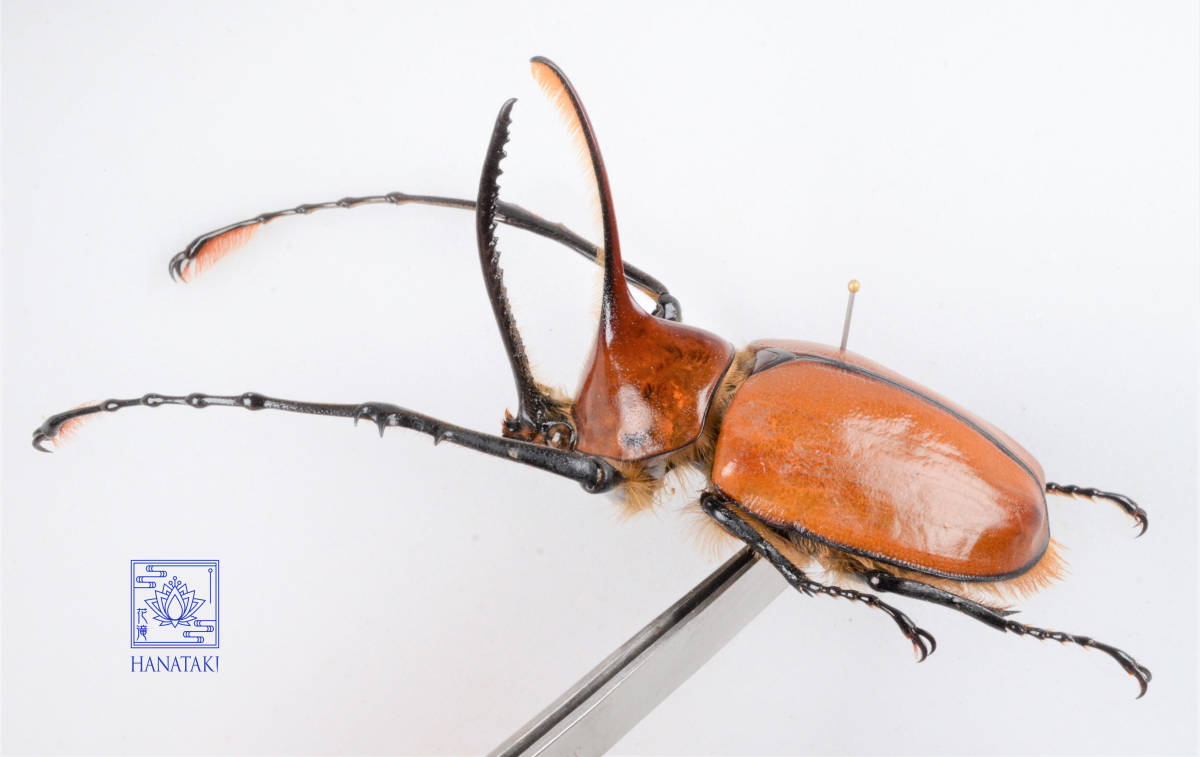 【花滝】 ゴロファ・ポルテリ　タテヅノカブト　発色非常に良い、口吻60㎜の大型　標本　