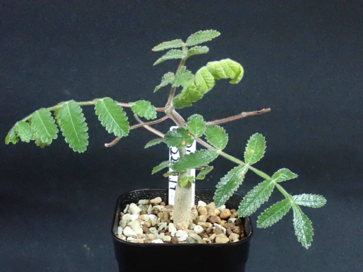 ブルセラ コパリフェラ Bursera copallifera 2022/10/19播種(観葉植物