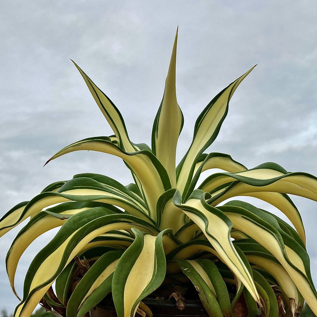 R011-65 特選 アガベ 多肉植物 テキーラ 波の葉オウムのくちばし‘Agave desmetiana’ 激レア！ 黄中斑 極上株 入株 