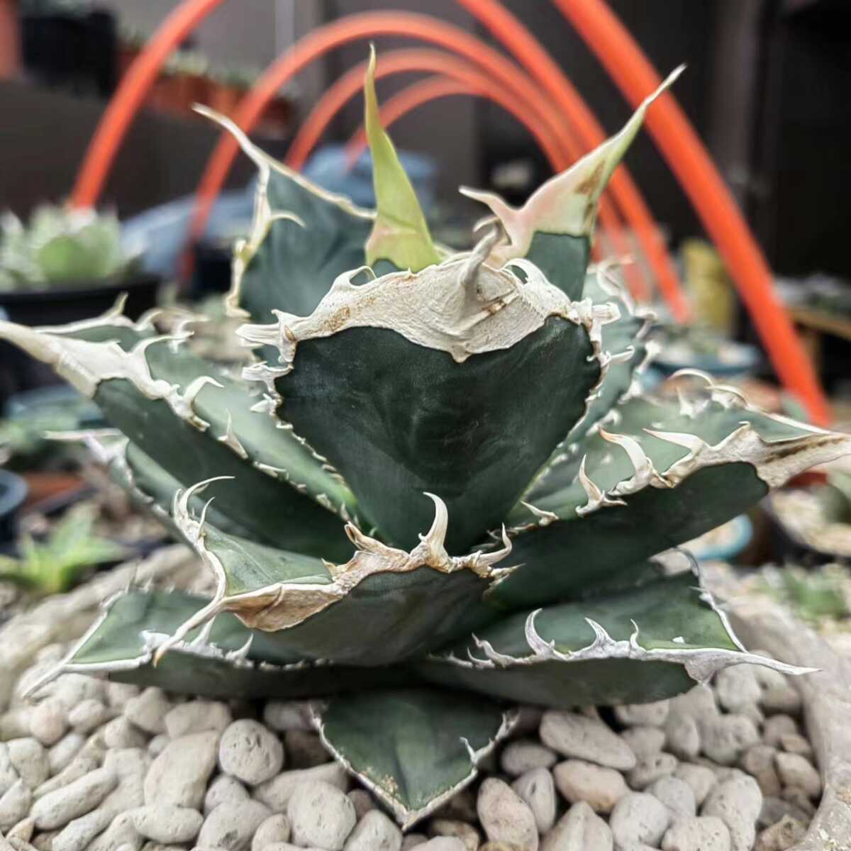 低価，新作登場】 アガベ チタノタ 緑の幽霊 豪猪 / Agave titanota 