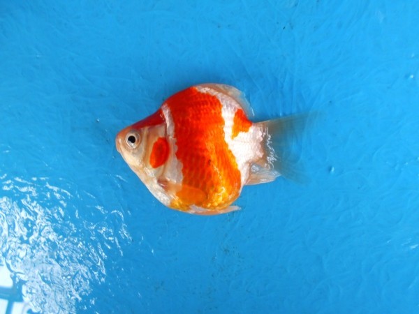 MKY #4 玉サバ 当才(2022年産) 9.5cm 生産者直送 MKY □ - 三