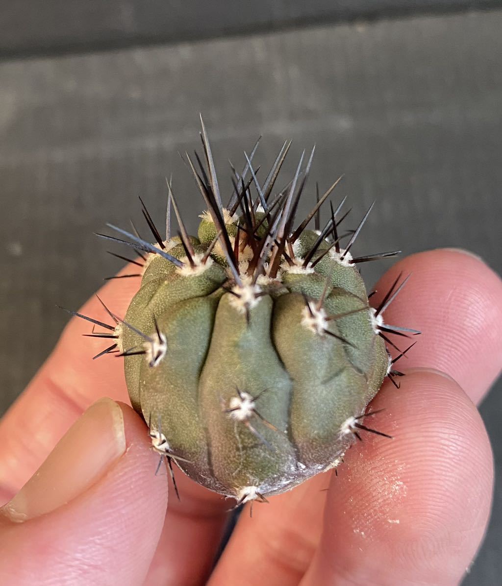 山木 輸入球 コピアポア 黒王丸 Copiapoa cinerea 国内長期栽培株 古株