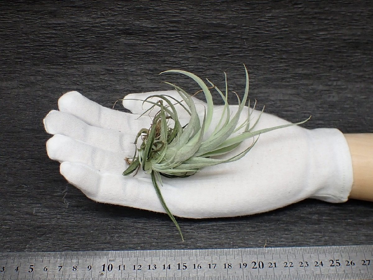 Tillandsia subsecundifolia チランジア・サブセクンディフォリア●エアプランツTI★第四種送料別途★税別1円～!!