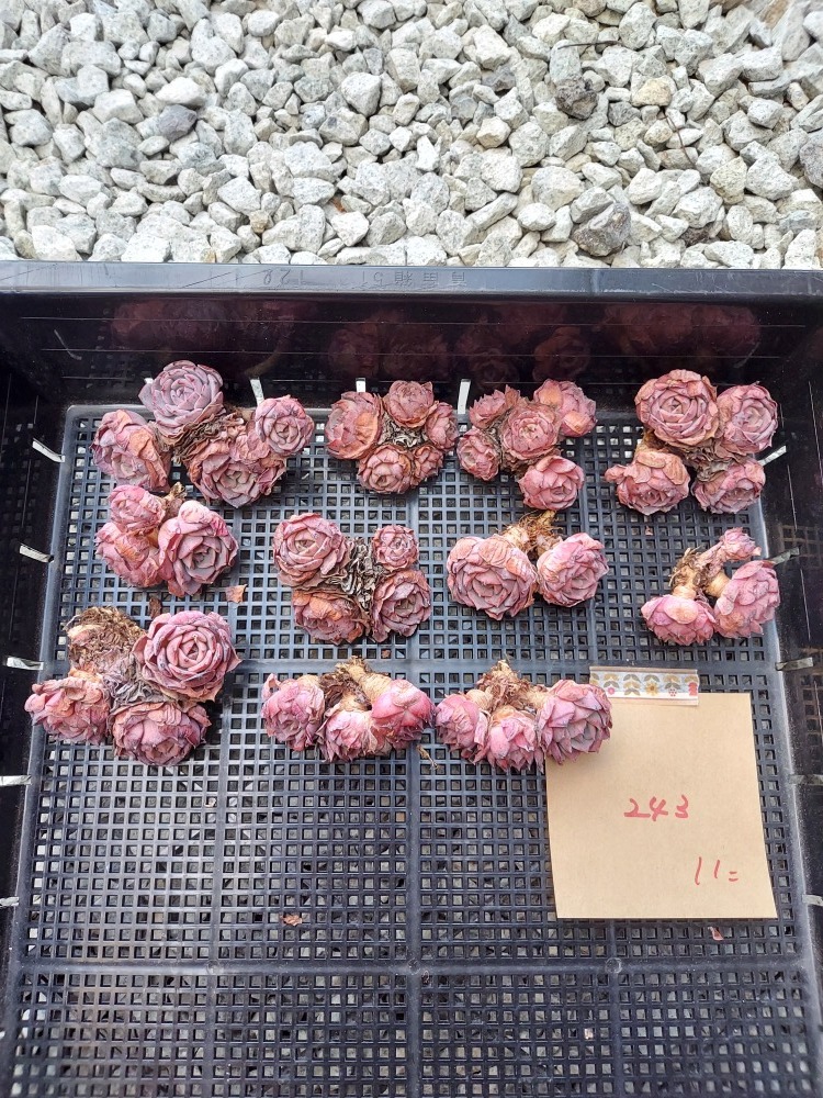 本物保証，送料無料 多肉植物 韓国苗 Echeveria0207M-43021524-243ラウレンシス11個 岡山在庫 2/20発送(サボテン)｜売買されたオークション情報、yahooの商品情報をアーカイブ公開 - オークファン サボテン