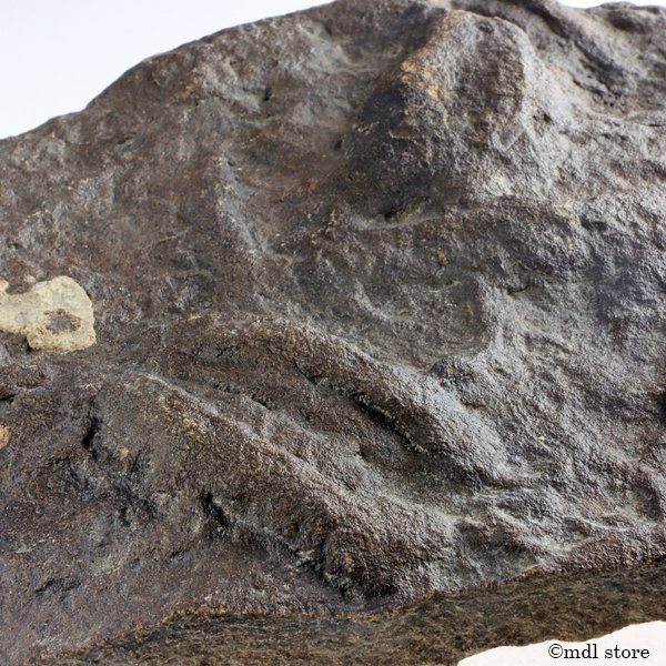  化石 三葉虫の休憩跡 レア標本 Rusophycus(化石)｜売買されたオークション情報、yahooの商品情報をアーカイブ公開 - オークファン 化石