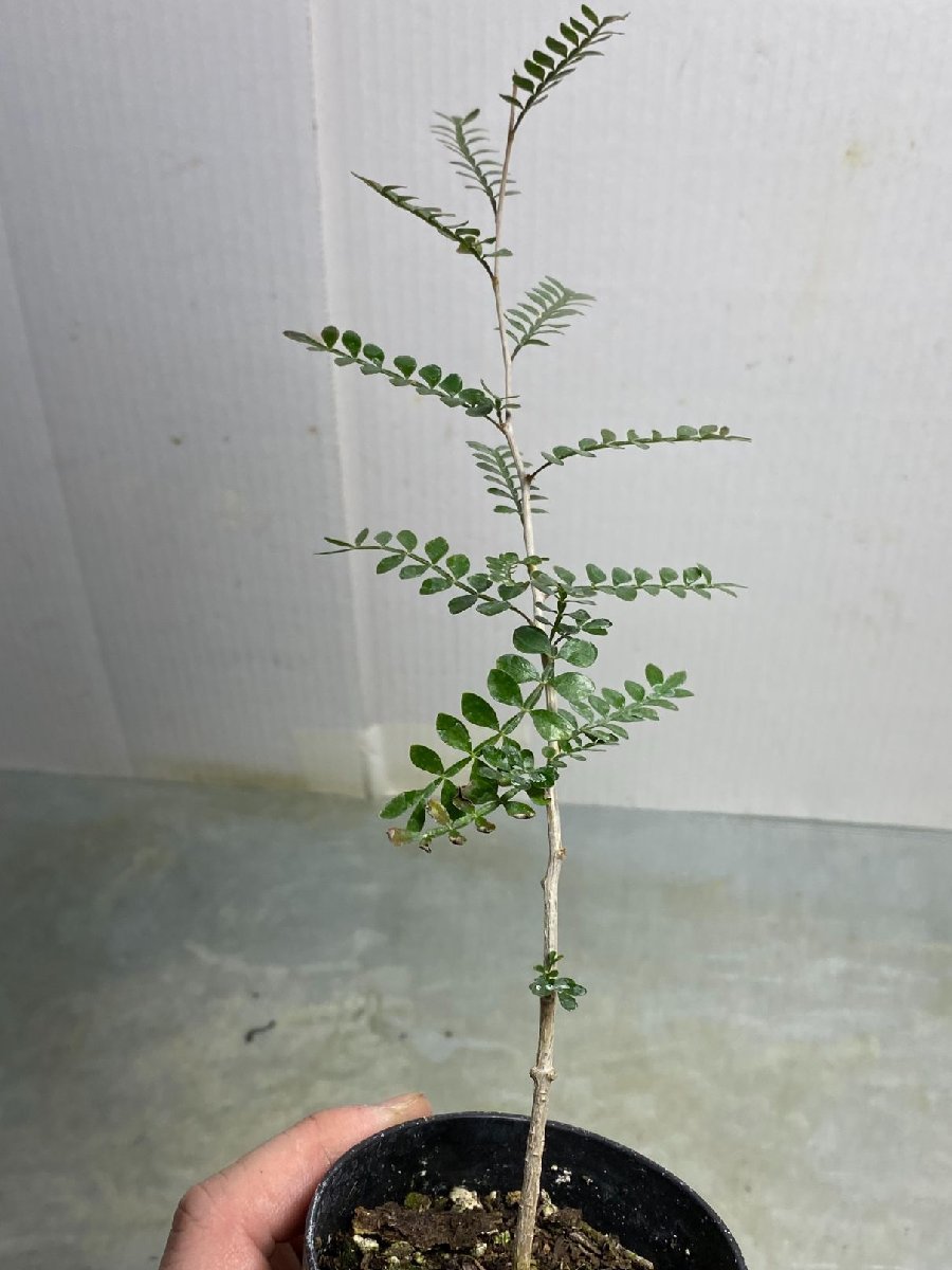 タ466 「実生株」オペルクリカリア　パキプス　年株【種から発芽！・発根株・Operculicarya pachypus・塊根植物】