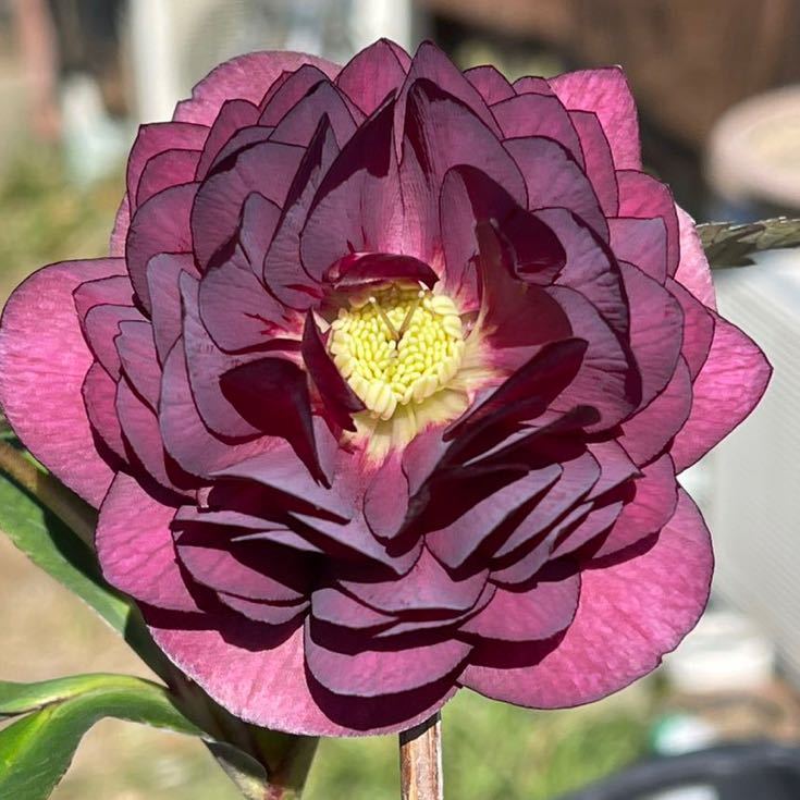 439★レア！レッド 超多弁花★クリスマスローズ★開花株　赤　