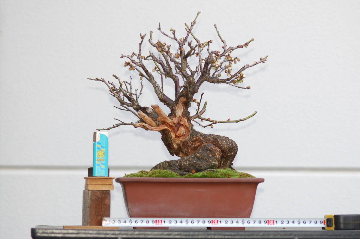 送料無料　甲州野梅　B　樹高３０センチ