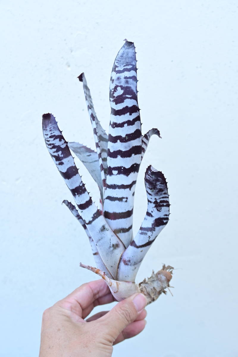 Aechmea chantinii 'Ebony' @bikamori.com エクメア・チャンティニー・エボニー