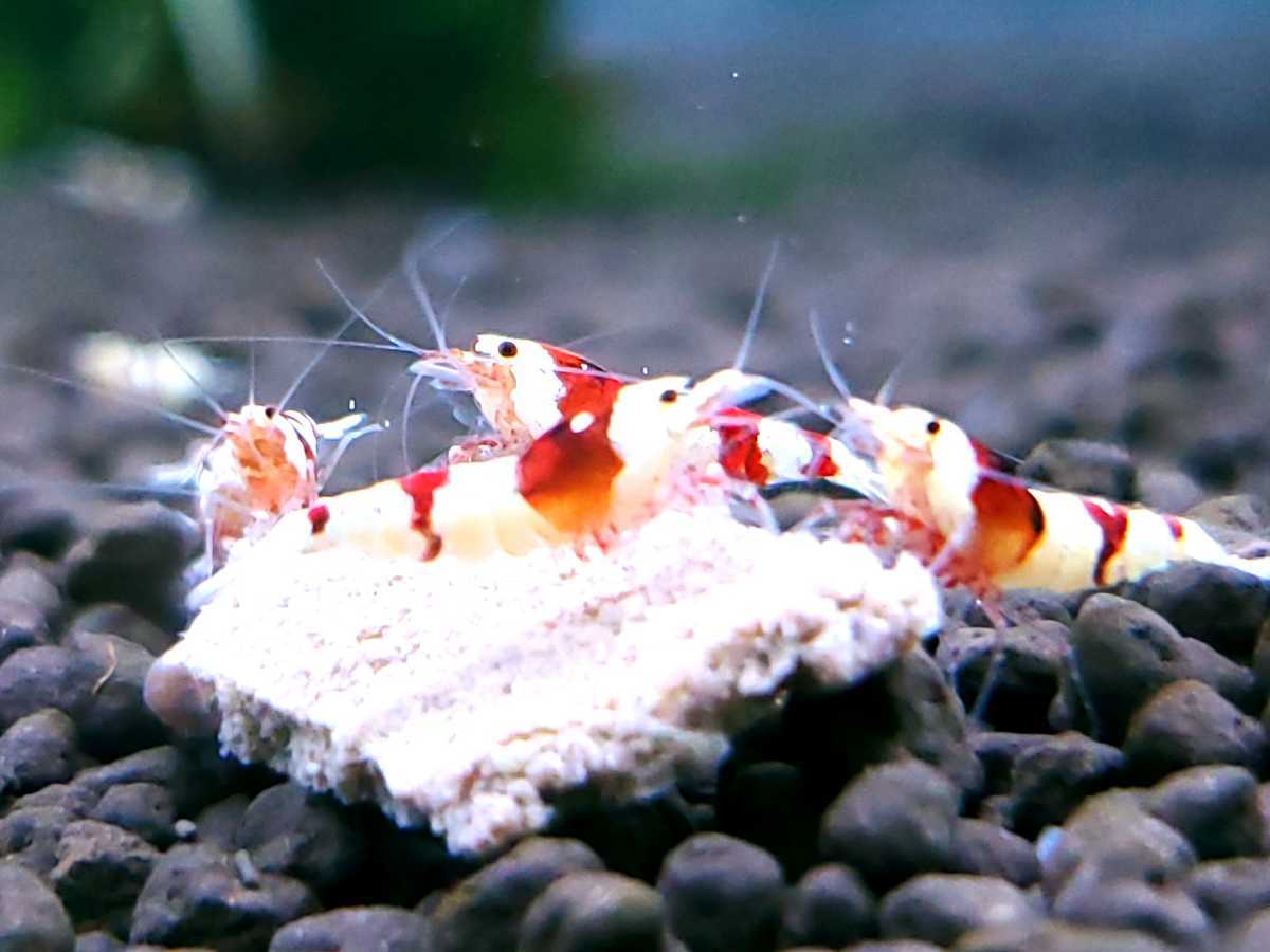 グロリアス　水槽内まるごと　未選別若個体　レッドビーシュリンプ50匹以上　