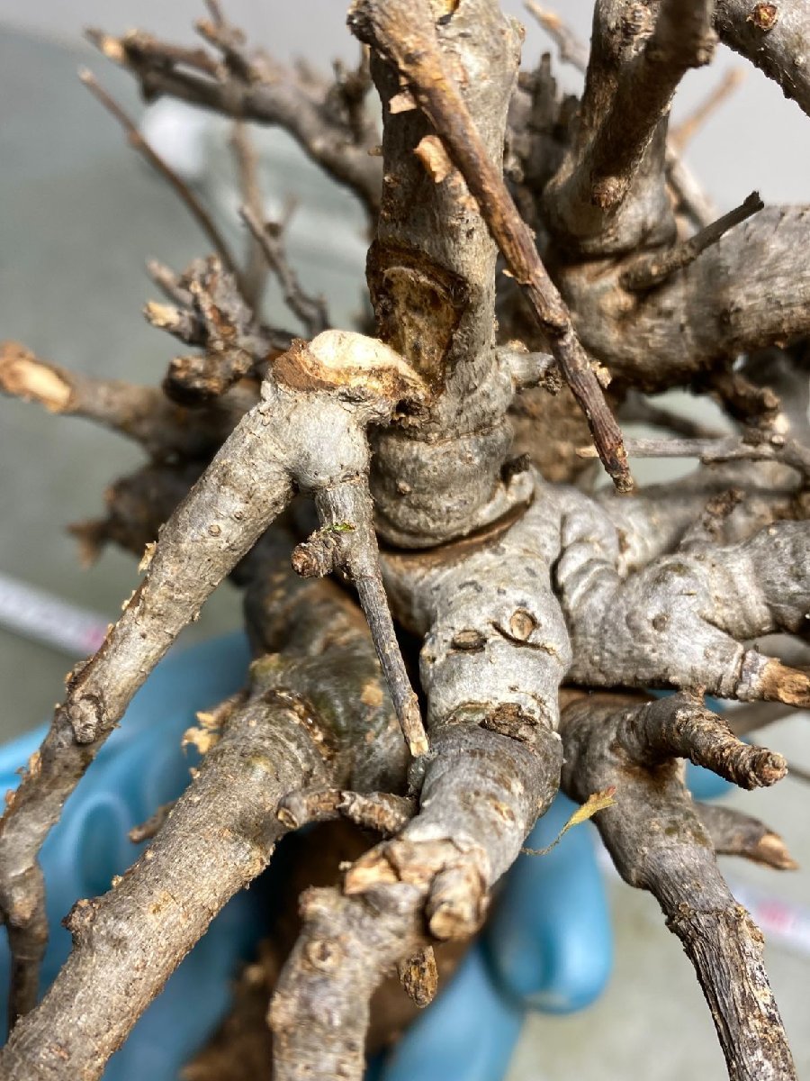 ボスウェリア・ネグレクタ(Boswellia チ6538 「現地株