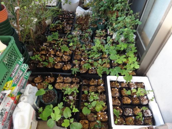 1年生 苗 イチジク Beall ビオール 苗木 イチジク｜Yahoo!フリマ（旧