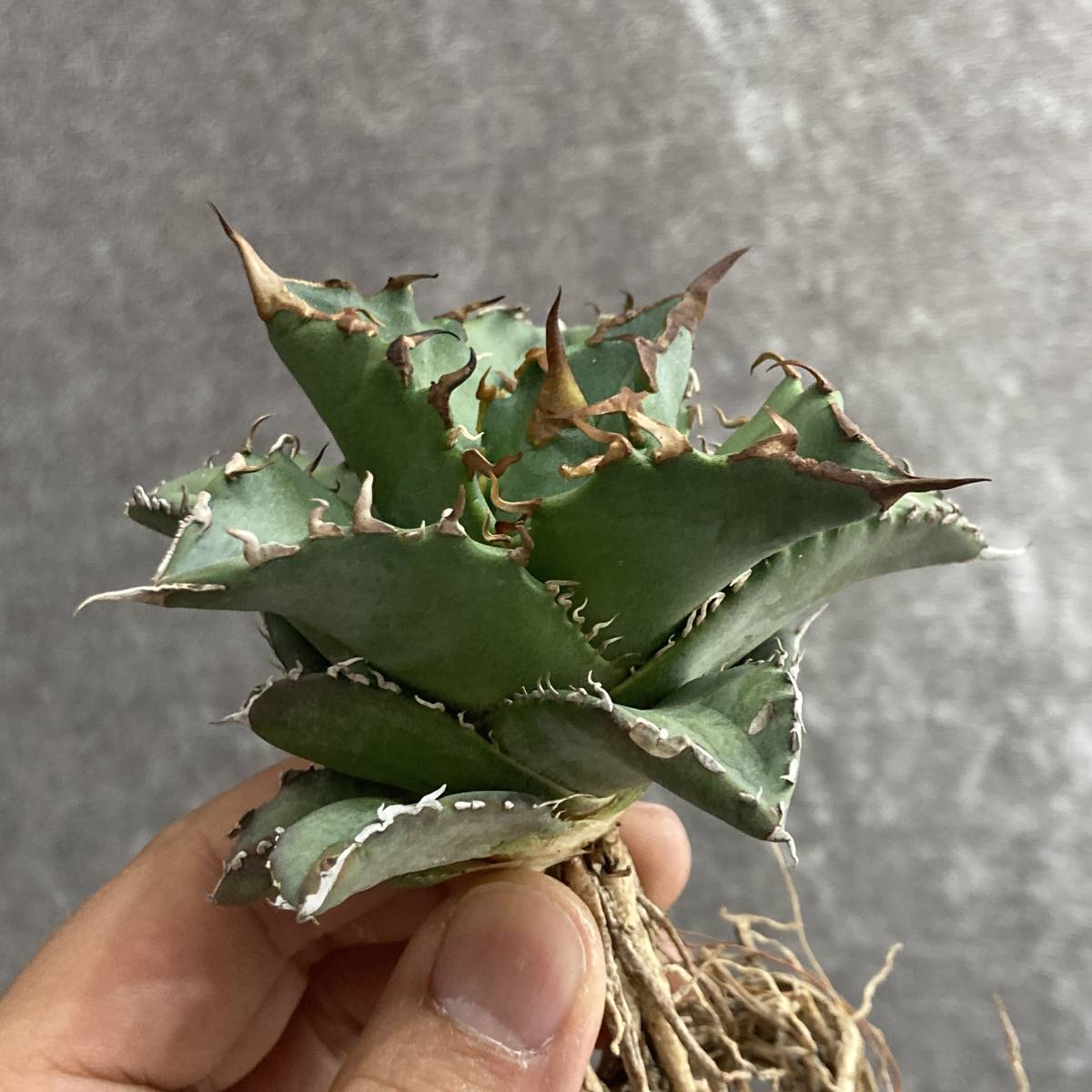 多肉植物アガベ チタノタ 白鯨縞斑極上株 アガベ 白鯨」の人気商品一覧