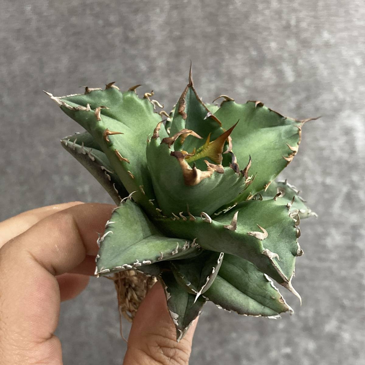 A285 特選 アガベ 強棘 白鯨 斑入り 縞斑錦 明錦 永久の斑 極上