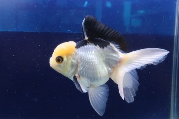 241＜water-flap＞タイ産　オランダシシガシラ　　パンダ　ローズテール血統