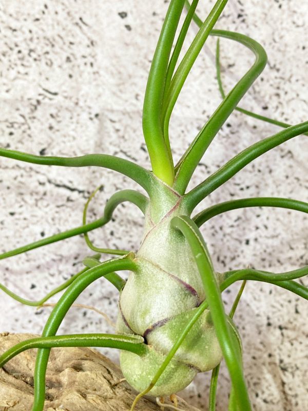 Tillandsia bulbosa ブルボーサ 'Belize | チランジア・ブルボーサ