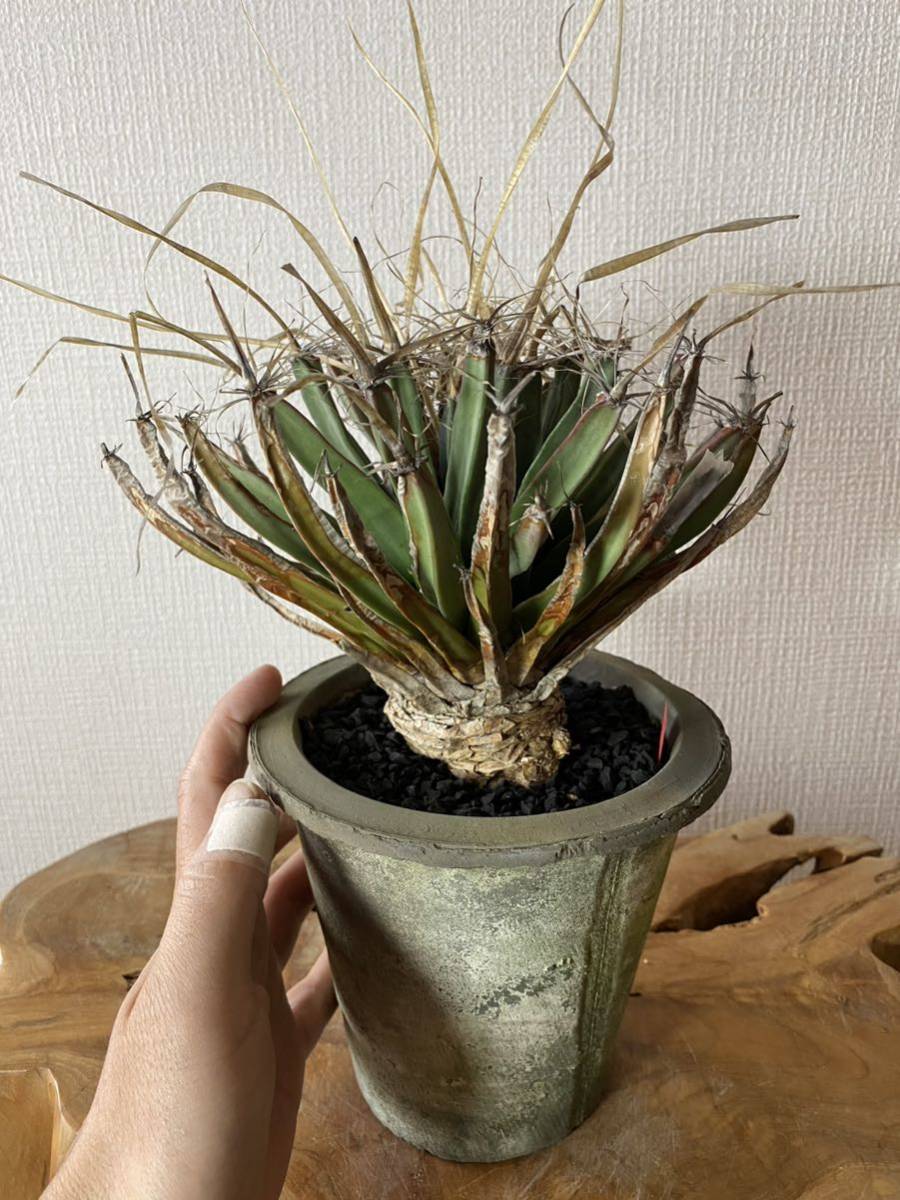 多肉植物 ハオルチア ハオルシア 白雪絵巻 極上斑 【公式通販】